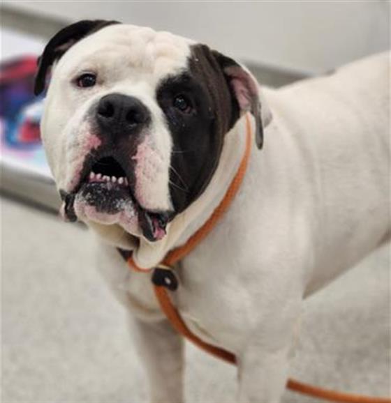  - Male - Am Bulldog-Mix
