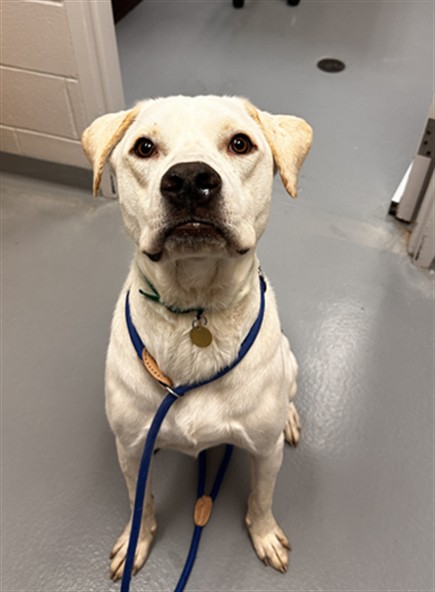 Nala - Female - Great Pyrenees-Mix