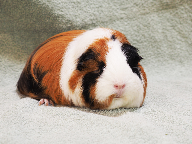 Honey - Female - Guinea Pig