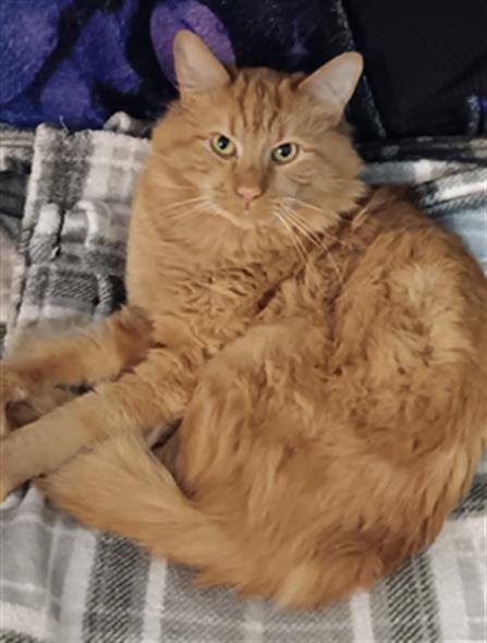 Simba - Male - Domestic MH