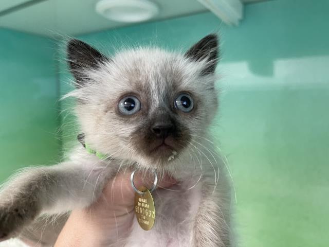 Darcy - Female - Domestic MH