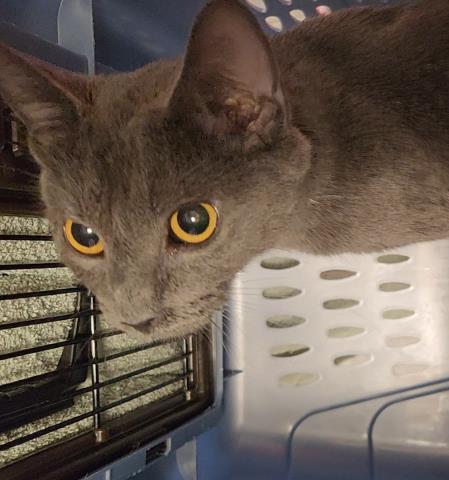  - Female - Domestic SH