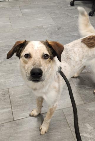 Peanut Butter - Male - Australian Cattle Dog-Mix