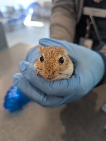 Nana - Female - Gerbil