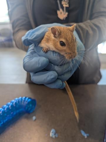 Nina - Female - Gerbil