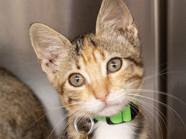 Blossom - Female - Domestic SH