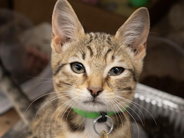 Bubbles - Female - Domestic SH