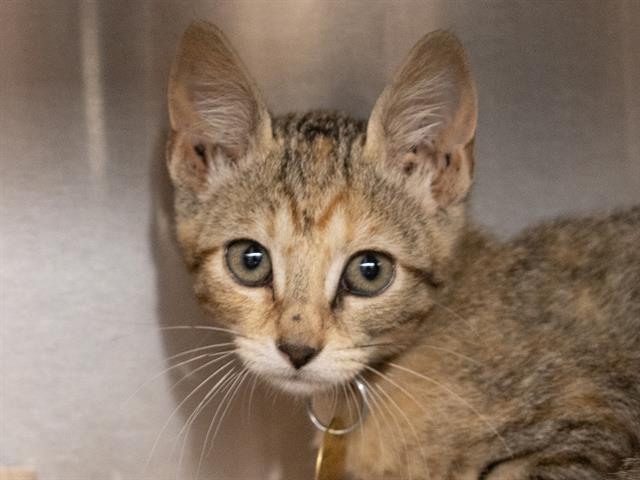 Buttercup - Female - Domestic SH