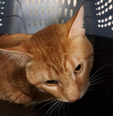 Buddy - Male - Domestic SH