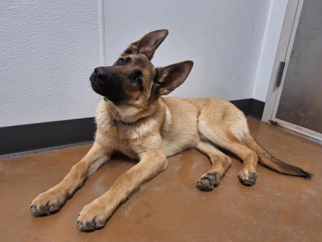 Oakley - Female - German Shepherd-Mix