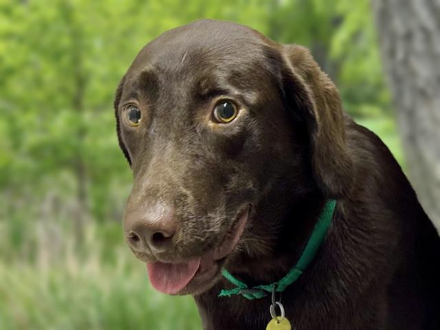 Maple - Female - Labrador Retriever