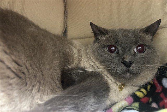 Dash - Male - Domestic SH