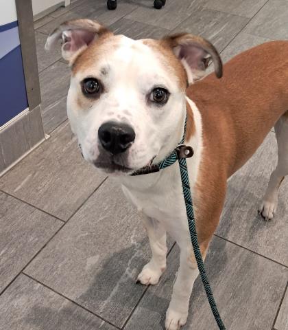  - Male - Pit Bull-Mix