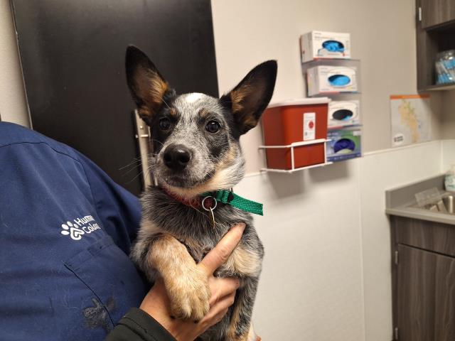  - Female - Australian Cattle Dog