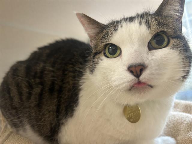 Duchess - Female - Domestic SH-Mix