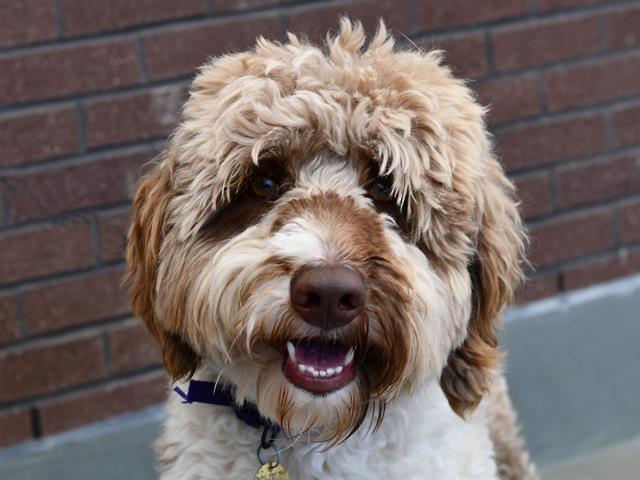 Micah - Male - Standard Poodle-Border Collie