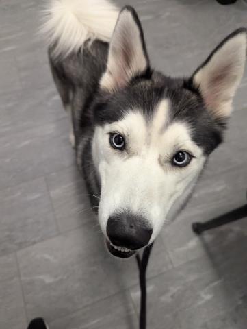  - Male - Siberian Husky