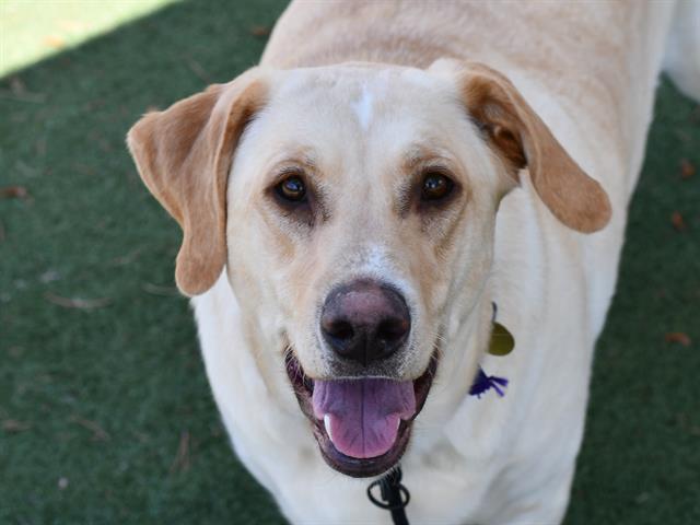 Ernie - Male - Labrador Retriever