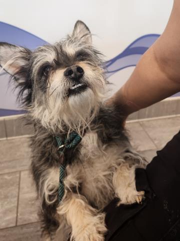 Achilles - Male - Terrier