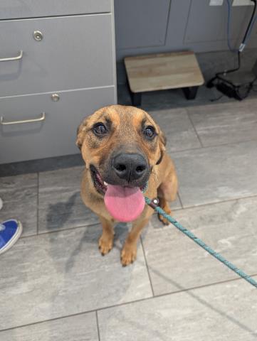 Hank - Male - Nonspecific