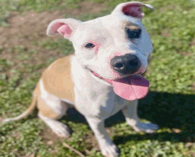 Lilac - Female - Pit Bull-Mix