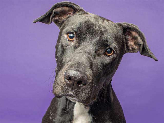 Starlight - Female - Labrador Retriever-Mix