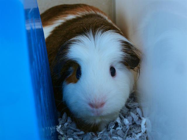  - Female - Guinea Pig