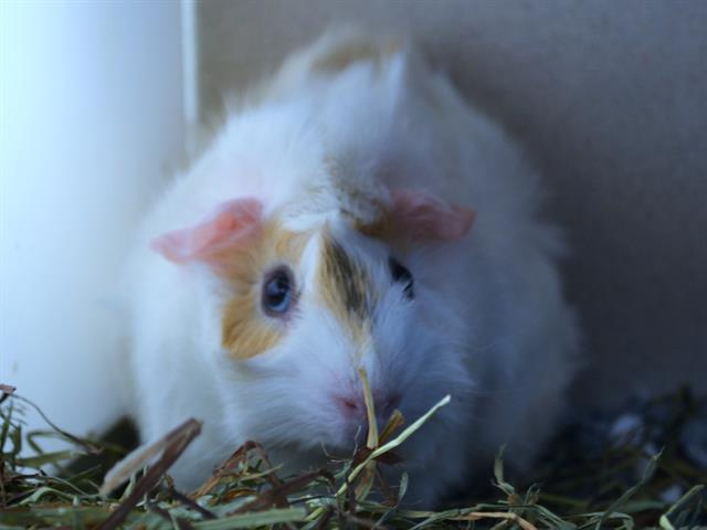  - Female - Guinea Pig