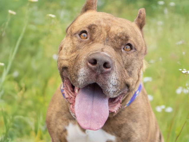 Hazel - Female - Pit Bull-Mix