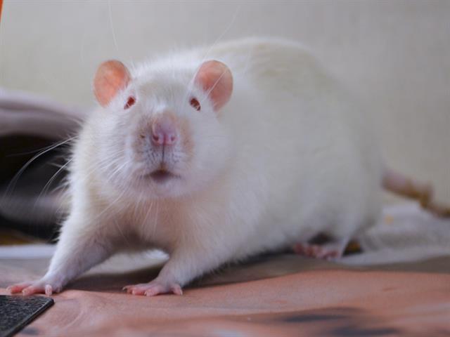 Baba - Male - Rat