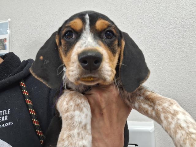 K9 - Male - Blutik Cnhound
