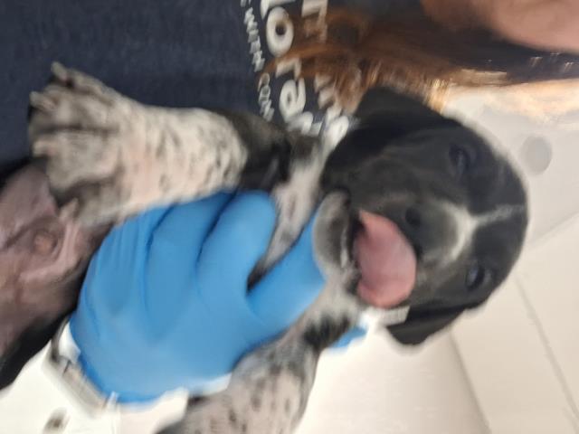  - Male - Blutik Cnhound