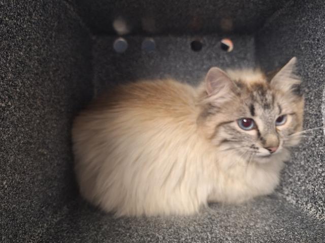  - Female - Domestic MH