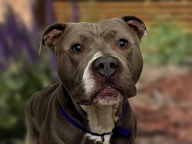 Ace - Male - Pit Bull-Mix