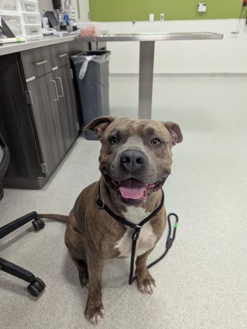  - Male - Pit Bull