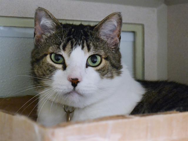 Noodles - Male - Domestic SH