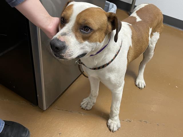  - Male - Pit Bull-Mix