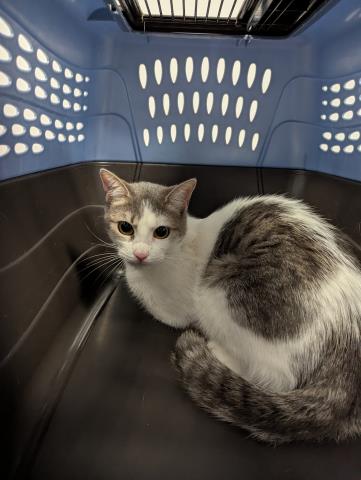  - Female - Domestic SH