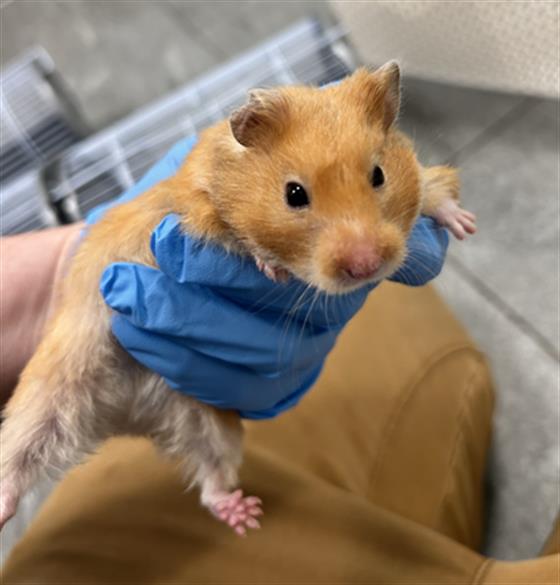 Nugget - Female - Other