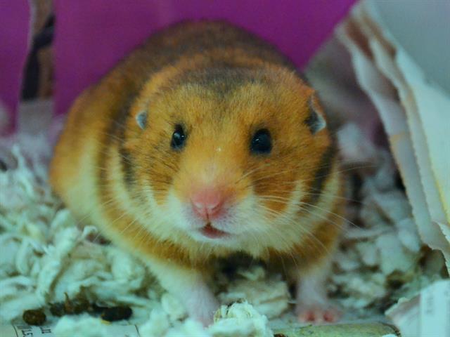 Brown Sugar - Female - Other