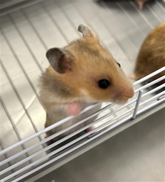Samosa - Female - Other