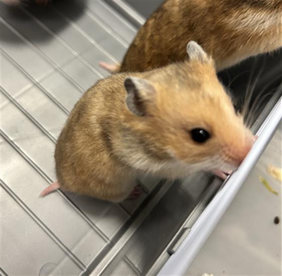 Tikka Masala - Female - Other