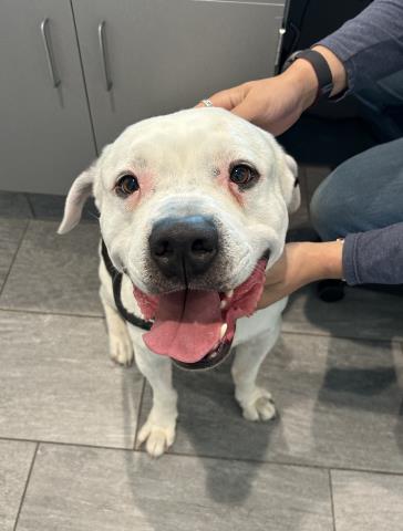  - Male - Pit Bull