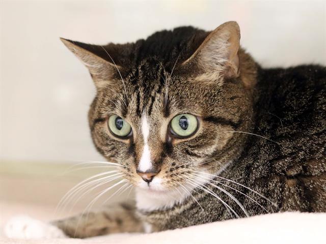 Nala - Female - Domestic SH