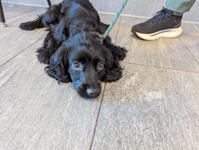  - Female - Cocker Spaniel