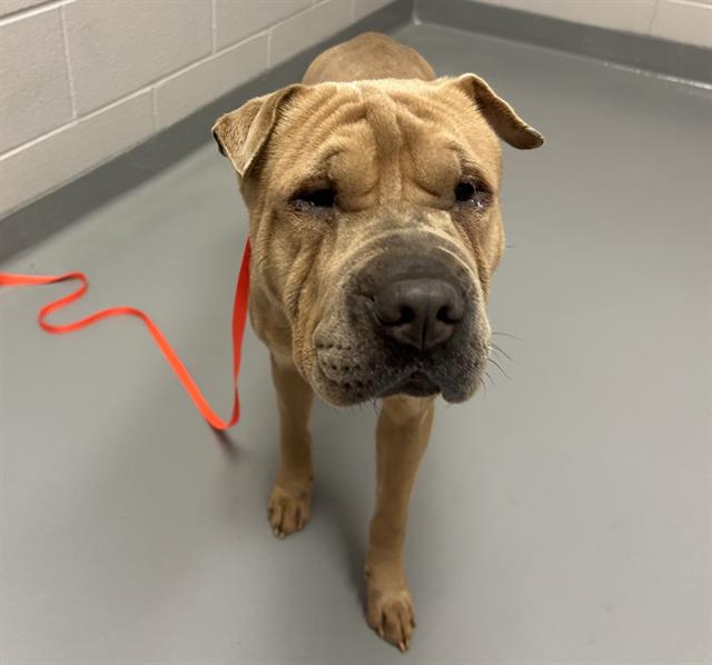 Lotus - Female - Chinese Sharpei-Mix