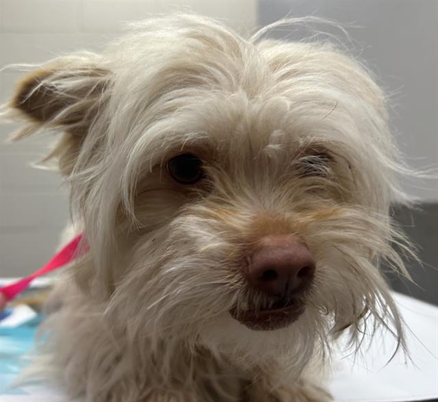  - Male - Shih Tzu-Mix