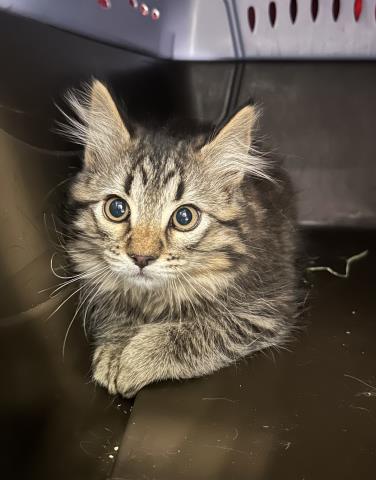 Ghost - Male - Domestic MH