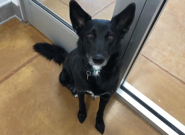 Izzy - Female - Australian Kelpie-Mix