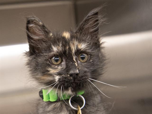 Chutney - Female - Domestic SH